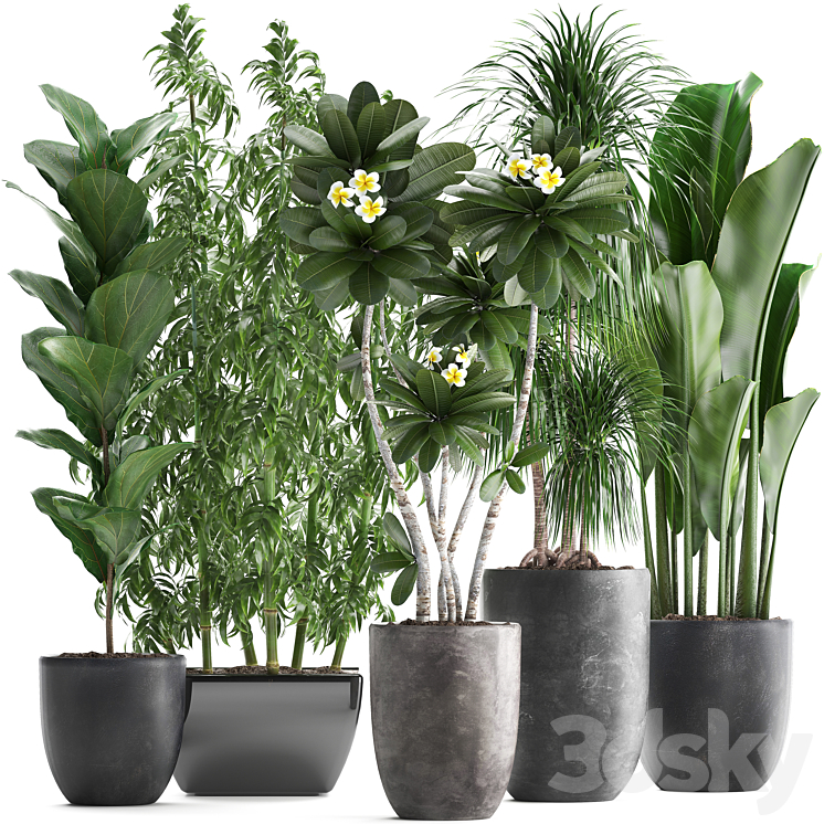 Plant collection 311. Bamboo Ficus Dracaena Banana Indoor Plants Plumeria Black Pot Bushes Exotic Plants Set 3DS Max - thumbnail 1