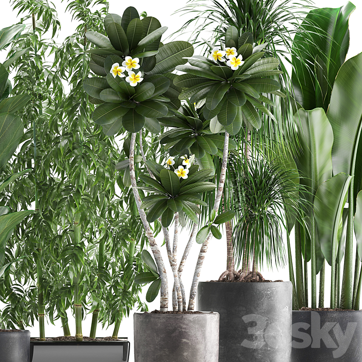 Plant collection 311. Bamboo Ficus Dracaena Banana Indoor Plants Plumeria Black Pot Bushes Exotic Plants Set 3DS Max - thumbnail 2