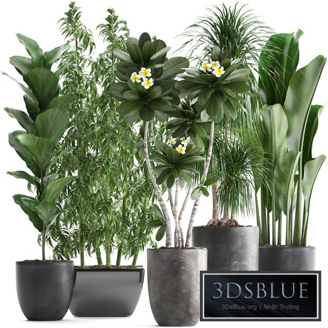 Plant collection 311. Bamboo Ficus Dracaena Banana Indoor Plants Plumeria Black Pot Bushes Exotic Plants Set 3DS Max - thumbnail 3