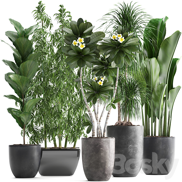 Plant collection 311. Bamboo. Ficus. Dracaena. Banana. Indoor Plants. Plumeria. Black Pot. Bushes. Exotic Plants. Set 3DSMax File - thumbnail 1