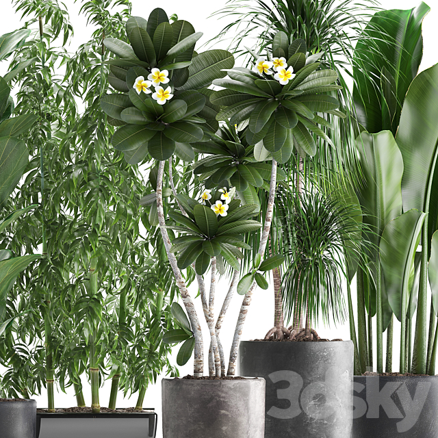 Plant collection 311. Bamboo. Ficus. Dracaena. Banana. Indoor Plants. Plumeria. Black Pot. Bushes. Exotic Plants. Set 3DSMax File - thumbnail 2