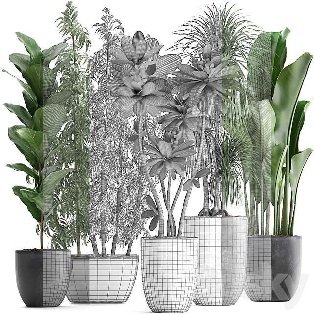 Plant collection 311. Bamboo. Ficus. Dracaena. Banana. Indoor Plants. Plumeria. Black Pot. Bushes. Exotic Plants. Set 3DSMax File - thumbnail 3