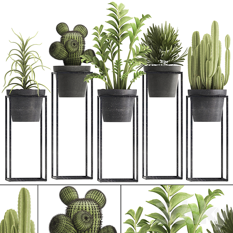 Plant collection 314. Small plants pot cactus rapis aloe cireus indoor stand concrete pot loft Zamioculcas Raphis Palm 3DS Max - thumbnail 1