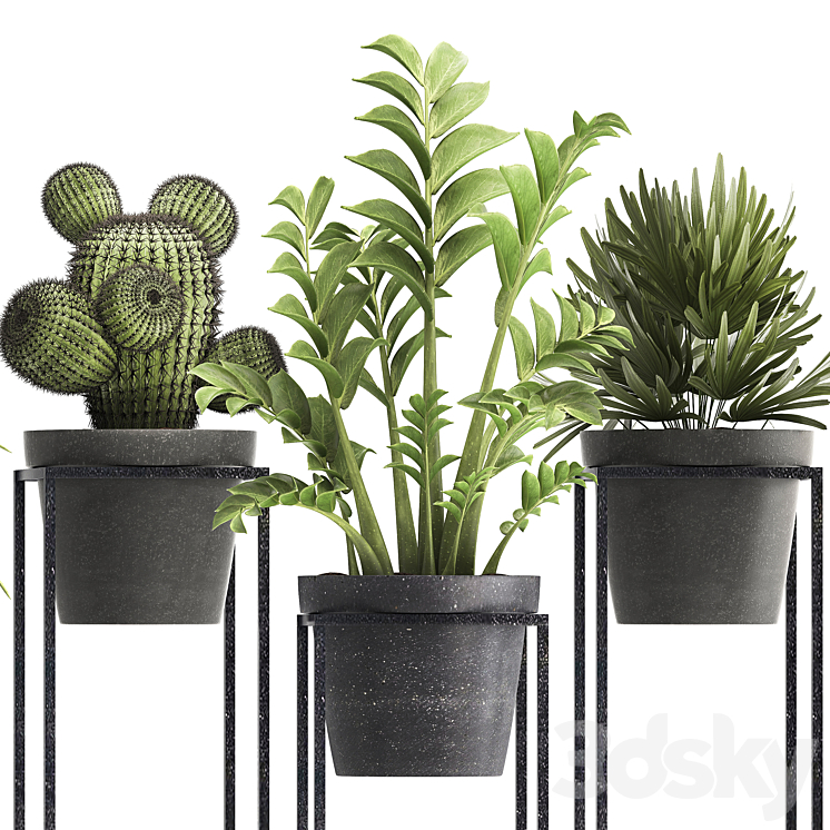 Plant collection 314. Small plants pot cactus rapis aloe cireus indoor stand concrete pot loft Zamioculcas Raphis Palm 3DS Max - thumbnail 2