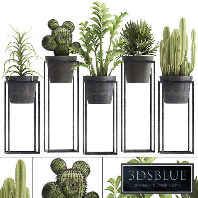 Plant collection 314. Small plants pot cactus rapis aloe cireus indoor stand concrete pot loft Zamioculcas Raphis Palm 3DS Max - thumbnail 3