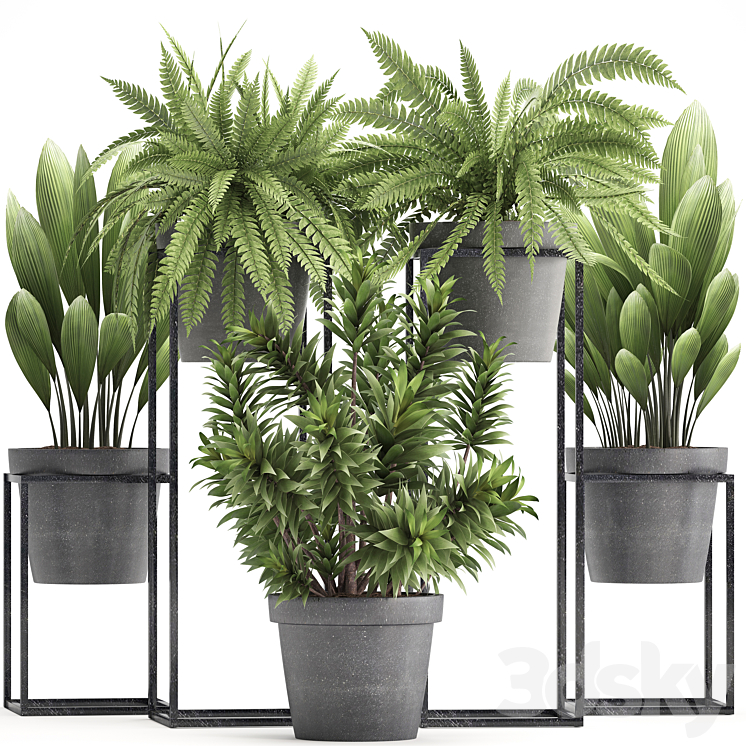 Plant collection 315. Indoor plants fern dracaena palm grass bushes indoor small concrete pot outdoor indoor 3DS Max - thumbnail 1