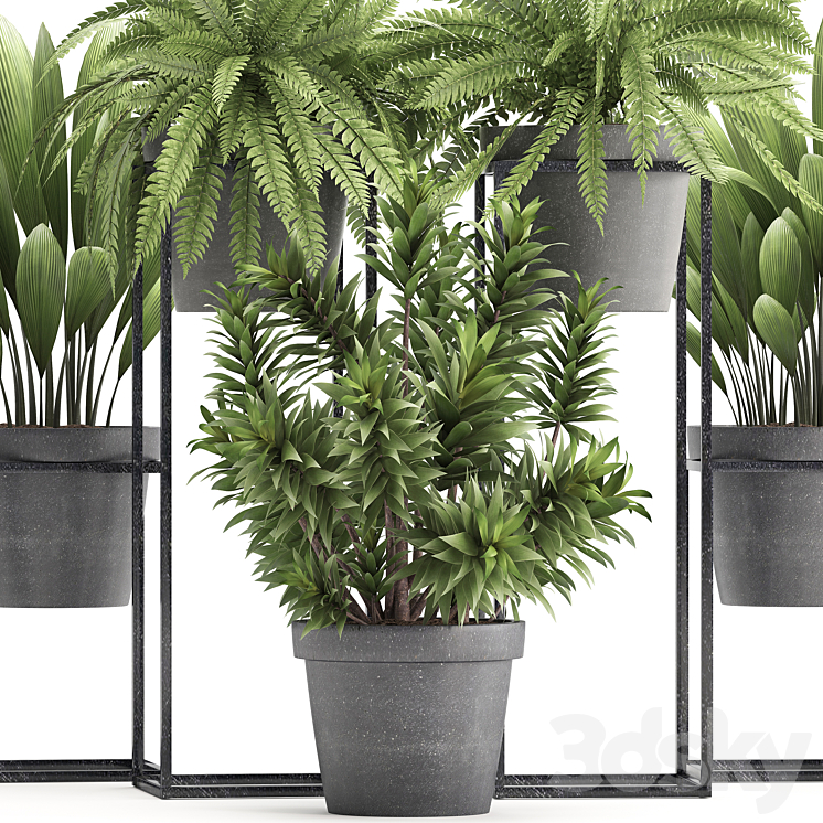 Plant collection 315. Indoor plants fern dracaena palm grass bushes indoor small concrete pot outdoor indoor 3DS Max - thumbnail 2