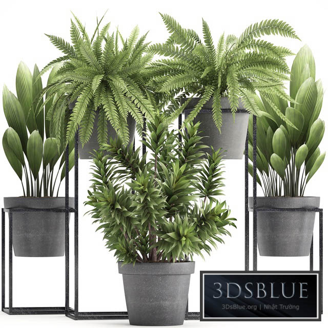 Plant collection 315. Indoor plants fern dracaena palm grass bushes indoor small concrete pot outdoor indoor 3DS Max - thumbnail 3