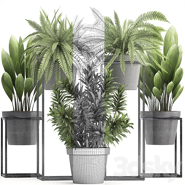 Plant collection 315. Indoor plants. fern. dracaena. palm grass. bushes. indoor. small. concrete. pot. outdoor. indoor 3DSMax File - thumbnail 3