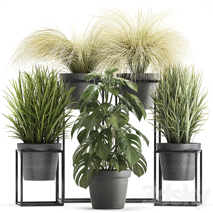 Plant collection 316. Grass tussock monstera pot flowerpot indoor small flower stand bush outdoor concrete 3DS Max - thumbnail 1