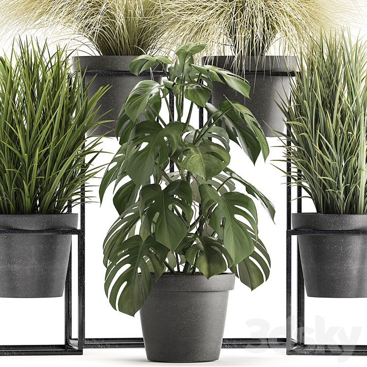 Plant collection 316. Grass tussock monstera pot flowerpot indoor small flower stand bush outdoor concrete 3DS Max - thumbnail 2