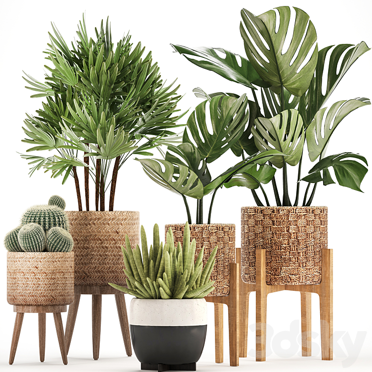 Plant collection 321. Monstera basket cactus rapis palm tree indoor plants Barrel cactus eco design natural materials exotic bush scandinavian style Raphis Palm 3DS Max - thumbnail 1