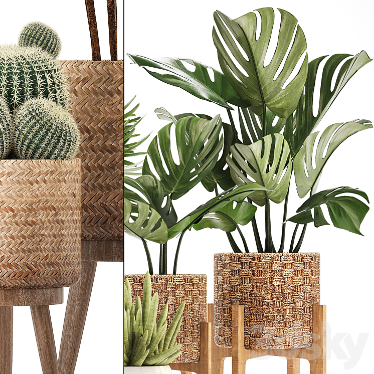 Plant collection 321. Monstera basket cactus rapis palm tree indoor plants Barrel cactus eco design natural materials exotic bush scandinavian style Raphis Palm 3DS Max - thumbnail 2