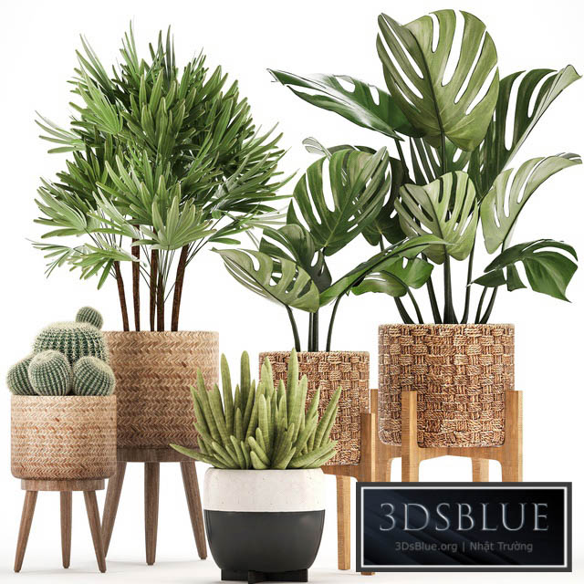 Plant collection 321. Monstera basket cactus rapis palm tree indoor plants Barrel cactus eco design natural materials exotic bush scandinavian style Raphis Palm 3DS Max - thumbnail 3