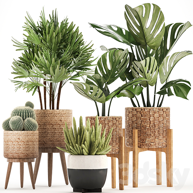 Plant collection 321. Monstera. basket. cactus. rapis. palm tree. indoor plants. Barrel cactus. eco design. natural materials. exotic. bush. scandinavian style. Raphis Palm 3DSMax File - thumbnail 1