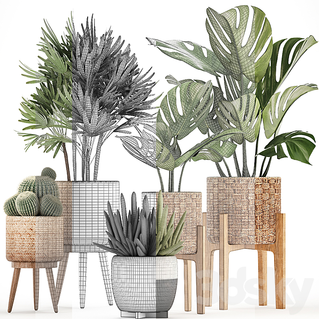 Plant collection 321. Monstera. basket. cactus. rapis. palm tree. indoor plants. Barrel cactus. eco design. natural materials. exotic. bush. scandinavian style. Raphis Palm 3DSMax File - thumbnail 3