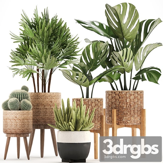 Plant collection 321. monstera, basket, cactus, rapis, palm tree, indoor plants, barrel cactus, eco design, natural materials, exotic, bush, scandinavian style, raphis palm - thumbnail 1