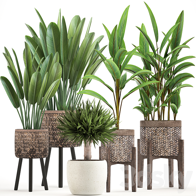 Plant collection 322. strelitzia basket pot alpinia dracaena indoor plants strelitzia eco design natural decor 3ds Max - thumbnail 1