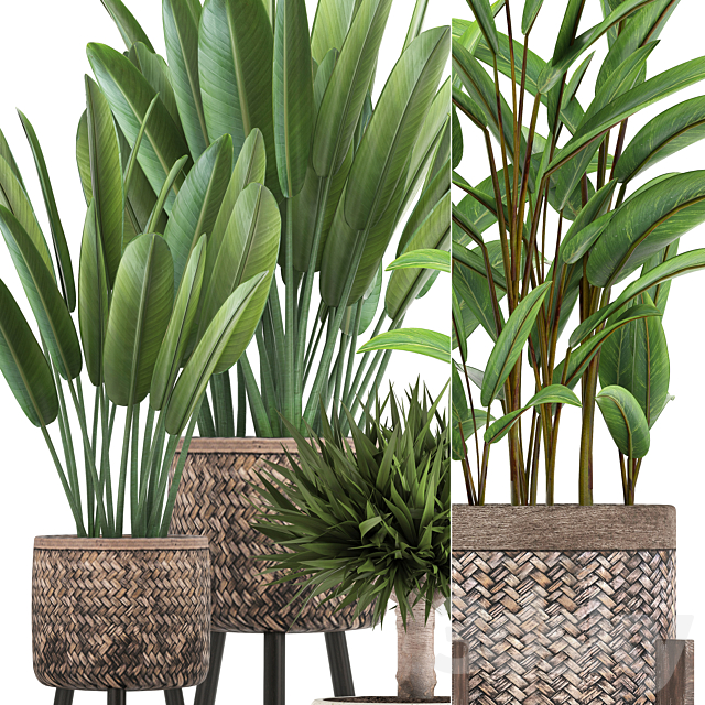 Plant collection 322. strelitzia basket pot alpinia dracaena indoor plants strelitzia eco design natural decor 3ds Max - thumbnail 2