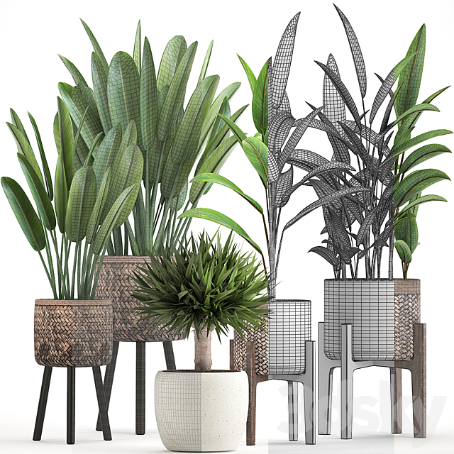 Plant collection 322. strelitzia basket pot alpinia dracaena indoor plants strelitzia eco design natural decor 3ds Max - thumbnail 3