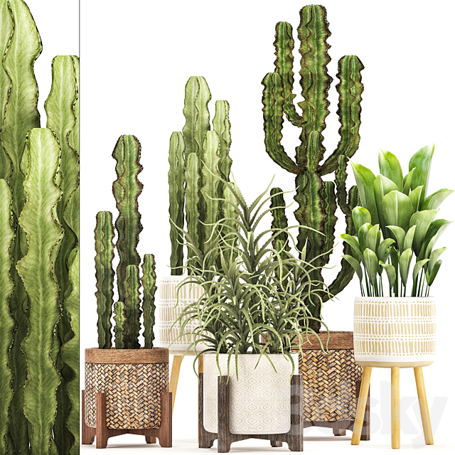 Plant collection 323. Rattan basket indoor cactus aloe indoor plants spurge desert plants eco design Aloe 3ds Max - thumbnail 1