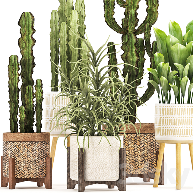 Plant collection 323. Rattan basket indoor cactus aloe indoor plants spurge desert plants eco design Aloe 3ds Max - thumbnail 2