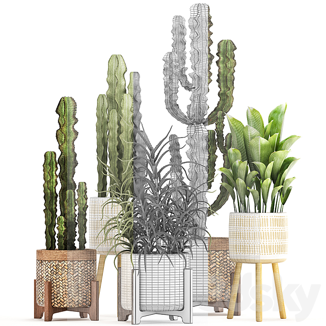 Plant collection 323. Rattan basket indoor cactus aloe indoor plants spurge desert plants eco design Aloe 3ds Max - thumbnail 3