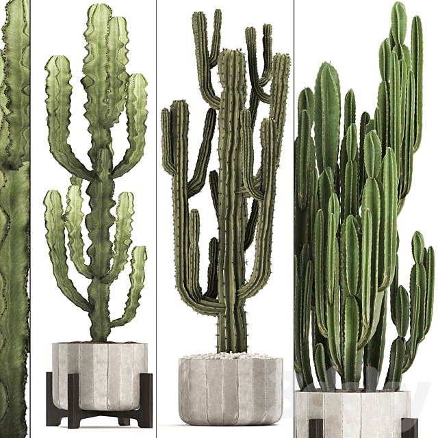 Plant collection 324. concrete flowerpot indoor cactus cereus spurge carnegia interior desert plants outdoor 3DS Max Model - thumbnail 2