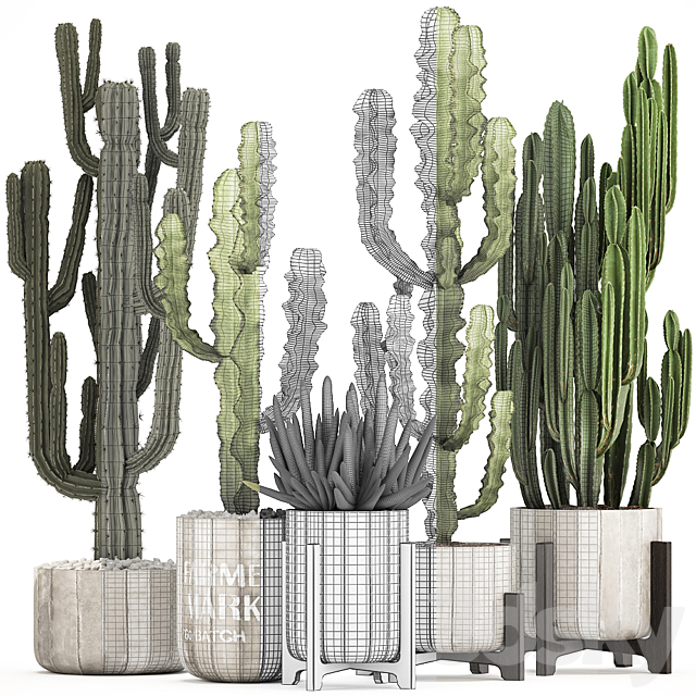 Plant collection 324. concrete flowerpot indoor cactus cereus spurge carnegia interior desert plants outdoor 3DS Max Model - thumbnail 3