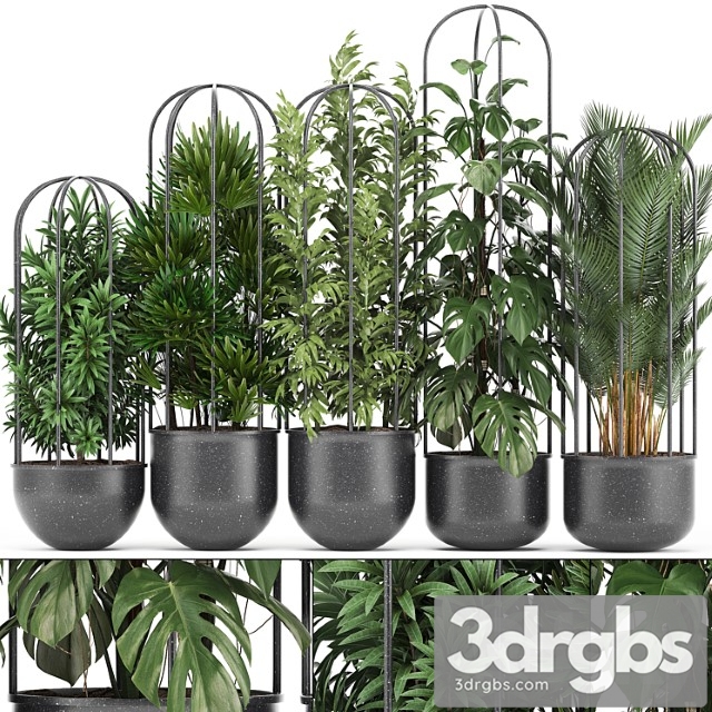 Plant collection 329. black pot, flowerpot, loft, palm tree, monstera, rapis, bamboo, interior, indoor, bushes, exotic, tropical, industrial style, metal flowerpot, raphis palm - thumbnail 1