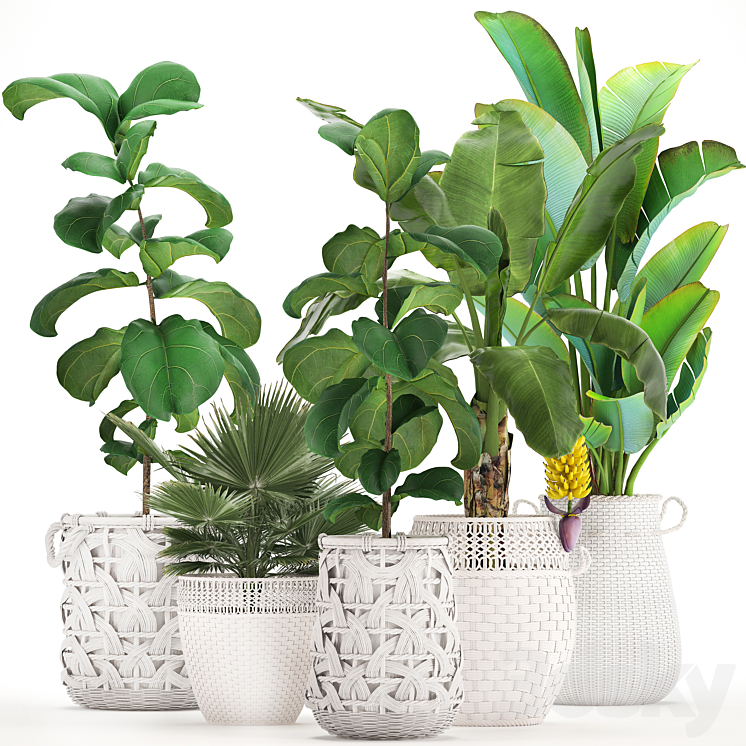 Plant collection 331. White baskets rattan Banana Ravenala ficus lyrata fan palm fruits rotan indoor plants eco design wicker strelitzia 3DS Max - thumbnail 1