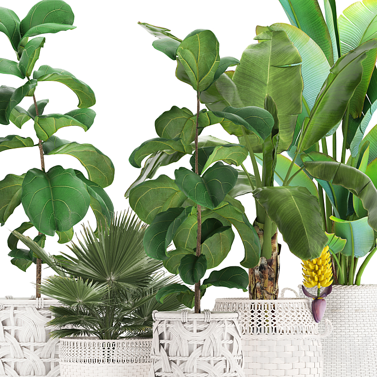 Plant collection 331. White baskets rattan Banana Ravenala ficus lyrata fan palm fruits rotan indoor plants eco design wicker strelitzia 3DS Max - thumbnail 2