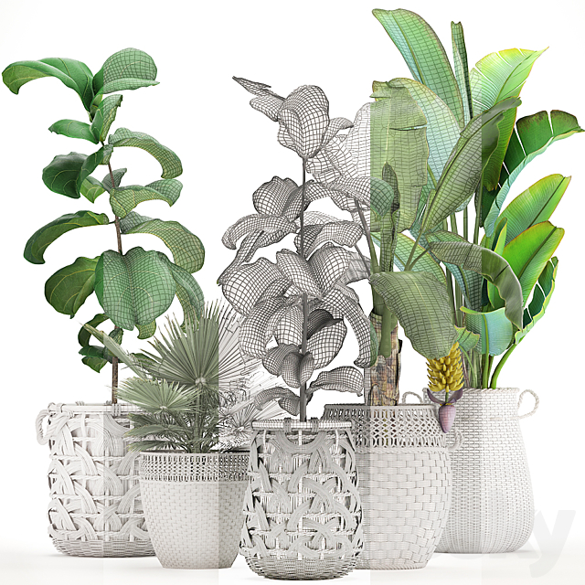 Plant collection 331. White baskets. rattan. Banana. Ravenala. ficus lyrata. fan palm. fruits. rotan. indoor plants. eco design. wicker. strelitzia 3DSMax File - thumbnail 3