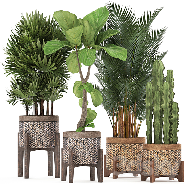 Plant collection 337. Basket rattan ficus lyrata rapis hovea cactus interior plants eco design natural materials Raphis palm Howea 3ds Max - thumbnail 1