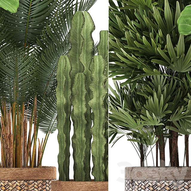 Plant collection 337. Basket rattan ficus lyrata rapis hovea cactus interior plants eco design natural materials Raphis palm Howea 3ds Max - thumbnail 2