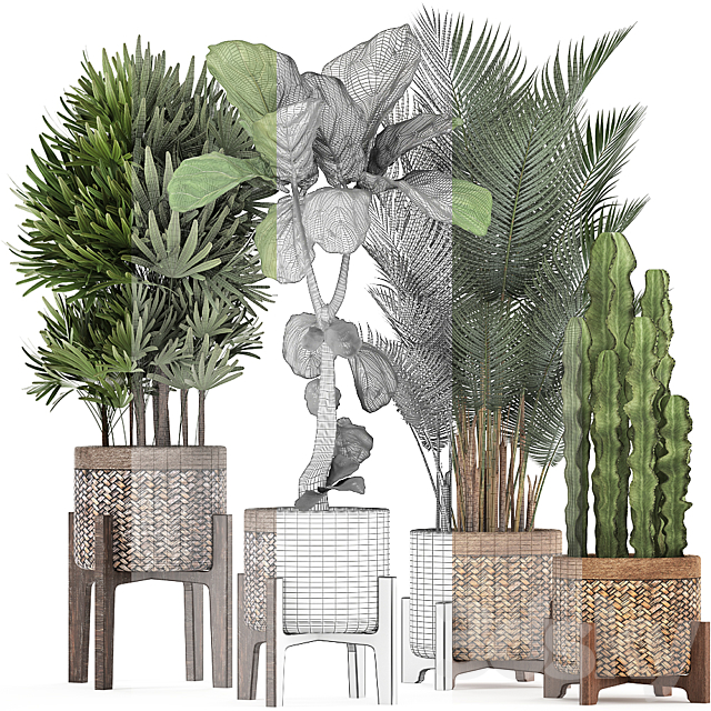 Plant collection 337. Basket rattan ficus lyrata rapis hovea cactus interior plants eco design natural materials Raphis palm Howea 3ds Max - thumbnail 3