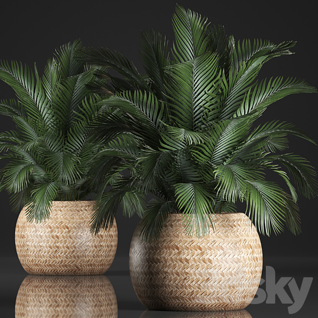 Plant collection 341. Basket rattan indoor palm interior eco design natural decor 3ds Max - thumbnail 1