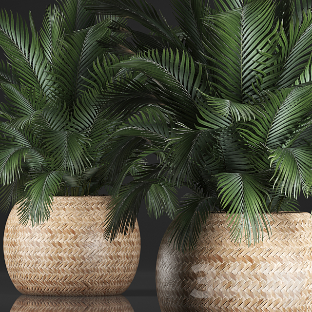 Plant collection 341. Basket rattan indoor palm interior eco design natural decor 3ds Max - thumbnail 2