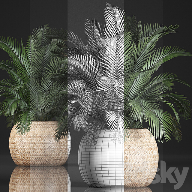 Plant collection 341. Basket rattan indoor palm interior eco design natural decor 3ds Max - thumbnail 3