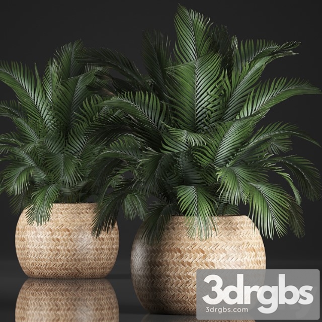 Plant collection 341. basket, rattan, indoor palm, interior, eco design, natural decor - thumbnail 1