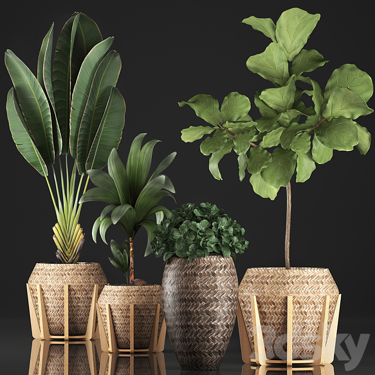 Plant collection 348. Ficus Lyrata basket rattan Ravenala banana nucifera coconut indoor plants eco design strelitzia 3DS Max - thumbnail 1