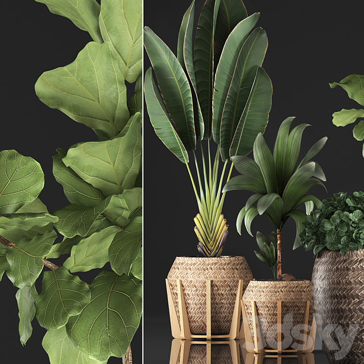 Plant collection 348. Ficus Lyrata basket rattan Ravenala banana nucifera coconut indoor plants eco design strelitzia 3DS Max - thumbnail 2