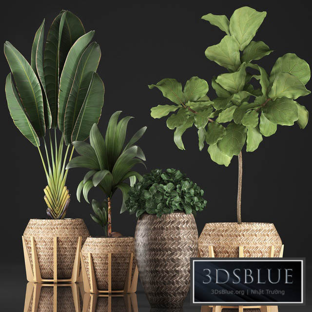 Plant collection 348. Ficus Lyrata basket rattan Ravenala banana nucifera coconut indoor plants eco design strelitzia 3DS Max - thumbnail 3