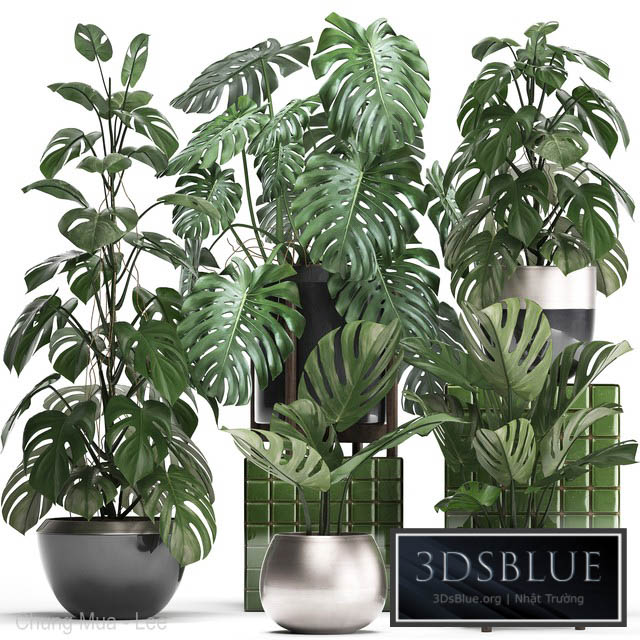 Plant collection 351. Monstera Set monstera pot flowerpot indoor plants luxury set eco design bushes thickets leaves 3DS Max - thumbnail 3