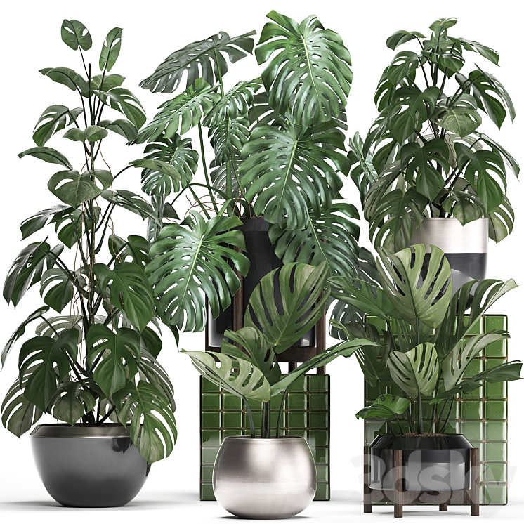 Plant collection 351. Monstera Set monstera pot flowerpot indoor plants luxury set eco design bushes thickets leaves 3DS Max - thumbnail 1