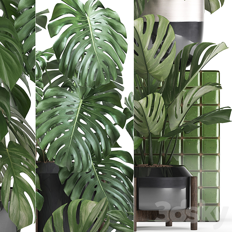 Plant collection 351. Monstera Set monstera pot flowerpot indoor plants luxury set eco design bushes thickets leaves 3DS Max - thumbnail 2