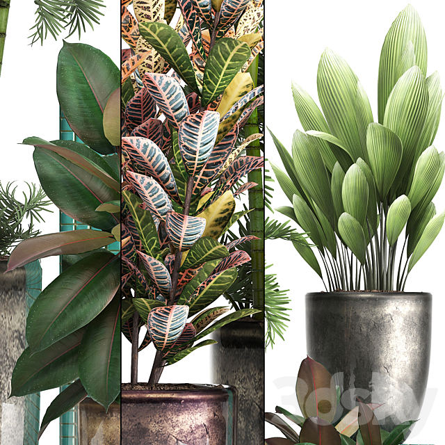 Plant collection 353. luxury pot flowerpot indoor plants Croton palm grass ficus robusta areca palm 3DS Max Model - thumbnail 2