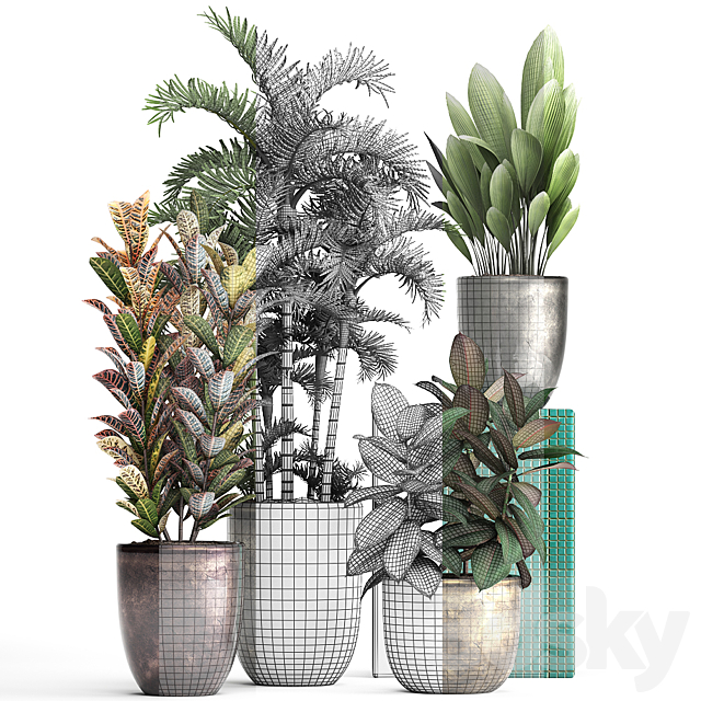 Plant collection 353. luxury pot flowerpot indoor plants Croton palm grass ficus robusta areca palm 3DS Max Model - thumbnail 3