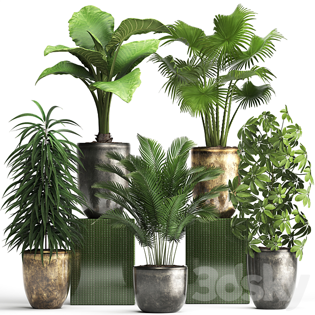 Plant collection 354. luxury pot flowerpot indoor plants fan palm alocasia Schefflera Ficus Alii luxury pot 3ds Max - thumbnail 1