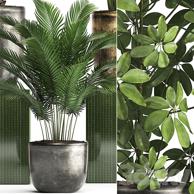 Plant collection 354. luxury pot flowerpot indoor plants fan palm alocasia Schefflera Ficus Alii luxury pot 3ds Max - thumbnail 2